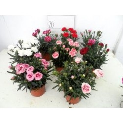 OEILLET des Fleuristes P10.5