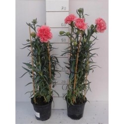 Oeillet des fleuristes p15