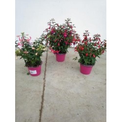 FUCHSIA P14