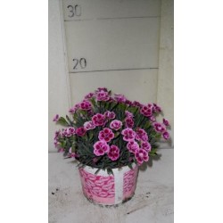 OEILLET 'Pink Kisses' P13