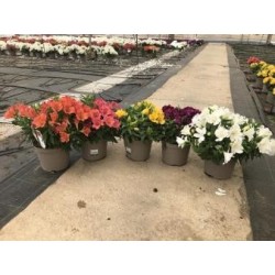 ALSTROEMERIA 'Princess' FF P19