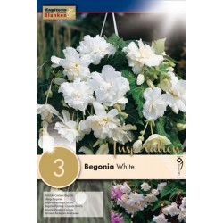 KAPITEYN VARIETY...