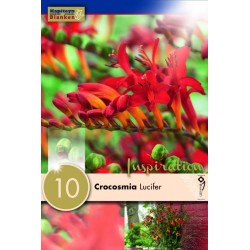 KAPITEYN VARIETY...