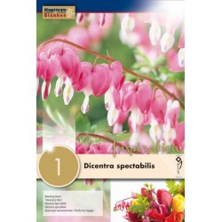 KAPITEYN VARIETY...