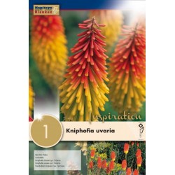 KAPITEYN VARIETY...