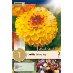 KAPITEYN VARIETY...