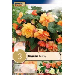 KAPITEYN VARIETY...