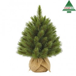 Sapin Forest Frosted Vert...