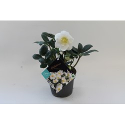 Helleborus niger p12