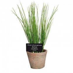 Ciboulette Pot At Gm -Vendu...