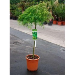 Acer palmatum 'dissectum'...