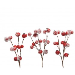 Branche Baie/Neige Rouge...