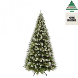 Sapin Pomme De Pin...