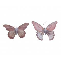 Papillon pes bicolor...