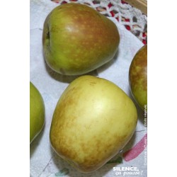 POMMIER 'Museau de Lievre'...