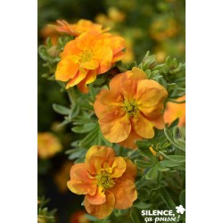 POTENTILLA fruticosa Double...