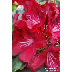 RHODODENDRON hybride...
