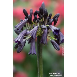 AGAPANTHUS 'Black Magic' FF...