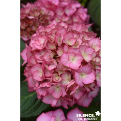 HYDRANGEA macrophylla...