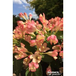 WEIGELA All Summer® 'Peach'...