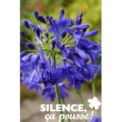 AGAPANTHUS 'Flower Of Love'...