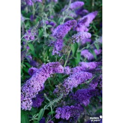 BUDDLEJA davidii Reve de...
