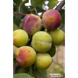 PRUNIER 'Reine Claude...