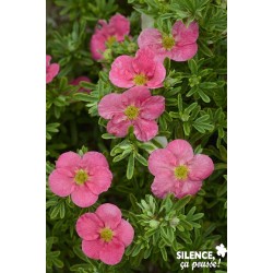 POTENTILLA fruticosa...