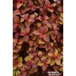SPIRAEA japonica Zen...