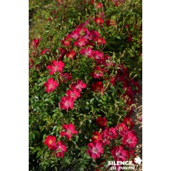 ROSIER PAY Ruby Pop® COV-FF...