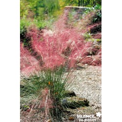 MUHLENBERGIA capillaris FF...