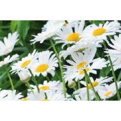 LEUCANTHEMUM vulgare 'Reine...