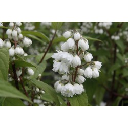 DEUTZIA magnifica 40/60 C3L