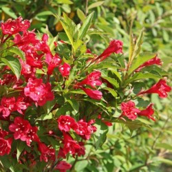 WEIGELA 'Bristol Ruby'...