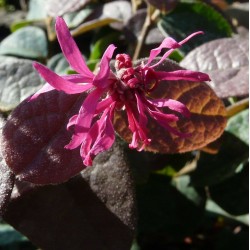 LONICERA fragrantissima...