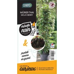 MURIER 'Mojo Berry' TUT H70...