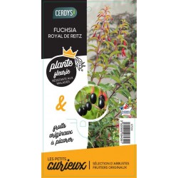 FUCHSIA regia reitzii C3L