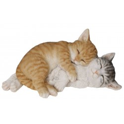 Couple chatons endormis...