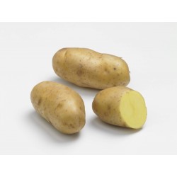 ACTIGERME Pomme de terre...
