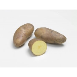 ACTIGERME Pomme de terre...