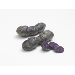 ACTIGERME Pomme de terre...