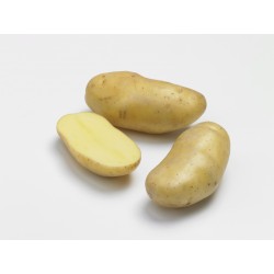 ACTIGERME Pomme de terre...