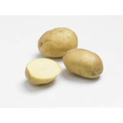 ACTIGERME Pomme de terre...