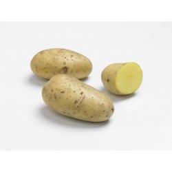 ACTIGERME Pomme de terre...