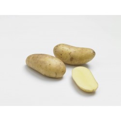 ACTIGERME Pomme de terre...