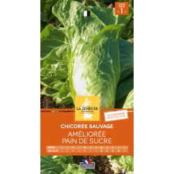 Graines Chicoree Sauvage...