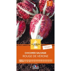 Graines Chicoree Sauvage...