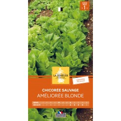 Graines Chicoree Sauvage...