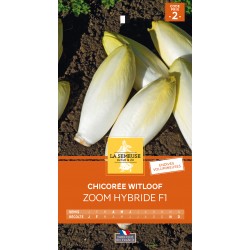 Graines Chicoree Witloof...