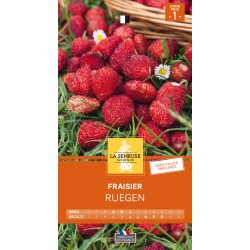 Graines Fraisier Ruegen -LA...